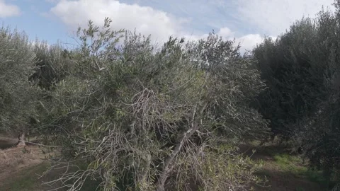 Olive Orchard With Rows Of Trees In Rural Countryside Stock Footage 344817886