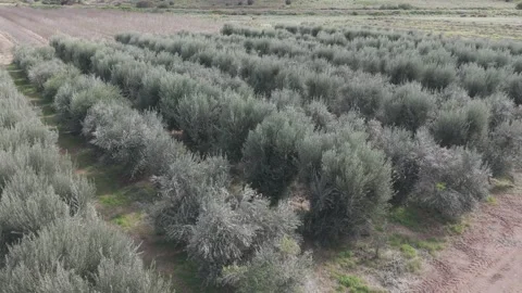 Olive Orchard With Rows Of Trees In Rural Countryside Stock Footage 344819180