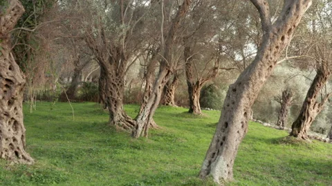 Olive orchard - tree trunks with gnarled barks on green grass. Grove with old Stock Footage 232799876