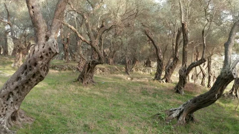 Olive orchard - tree trunks with gnarled barks on green grass. Grove with old Stock Footage 232803233