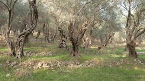 Olive orchard - tree trunks with gnarled barks on green grass. Grove with old Stock Footage 232806181