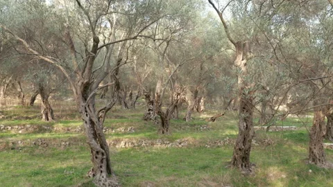 Olive orchard - tree trunks with gnarled barks on green grass. Grove with old Stock Footage 232812579
