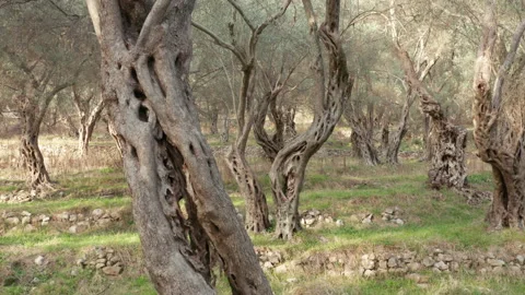 Olive orchard - tree trunks with gnarled barks on green grass. Grove with old Stock Footage 232822926