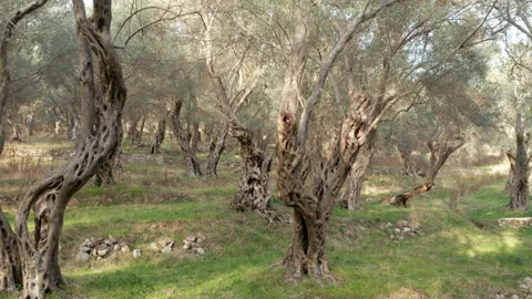 Olive orchard - tree trunks with gnarled barks on green grass. Grove with old Stock Footage 232866801
