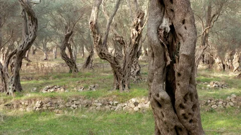 Olive orchard - tree trunks with gnarled barks on green grass. Grove with old Stock Footage 232876732
