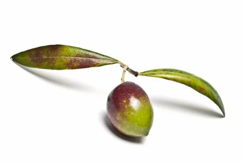 Olive with a pair of leaves. Stock Photos