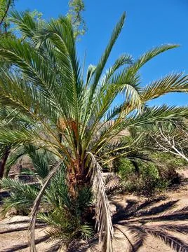 Olive palm tree in the oasis of the Bedouin village in Sinai Stock Photos