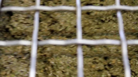 Olive paste in malaxation tank Stock Footage 143960709