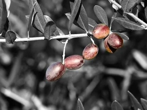 Olive Stock Photos