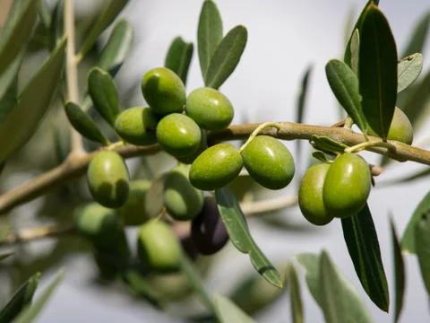 Olive Stock Photos