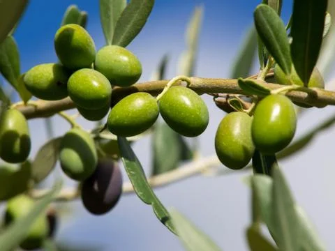 Olive Stock Photos