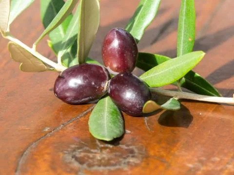 Olive Stock Photos