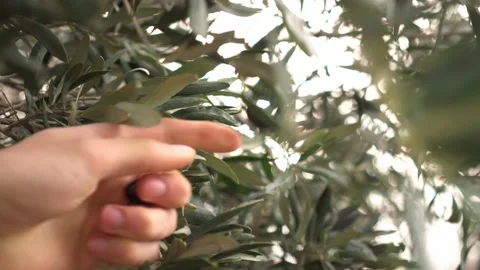 The olive picker. Plantations for the production of extra virgin olive oil in Stock Footage 221206265