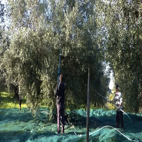 Olive picking Stock Footage 69712791