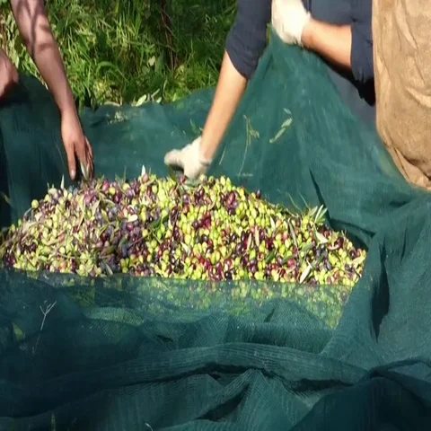 Olive picking Stock Footage 69712844