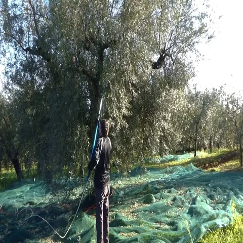 Olive picking Stock Footage 69713212