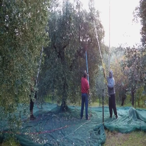 Olive picking Stock Footage 69713494