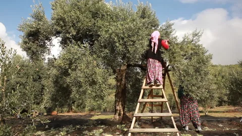 Olive picking Stock-Footage 130351500
