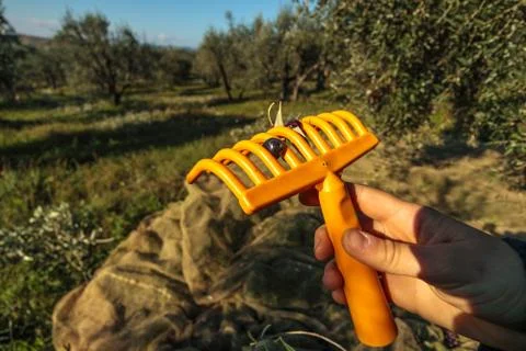 Olive Picking Rake with Dark Olive During Harvest in Italy Stock Photos