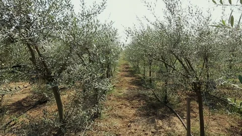 OLIVE PLANT Stock Footage 306693414