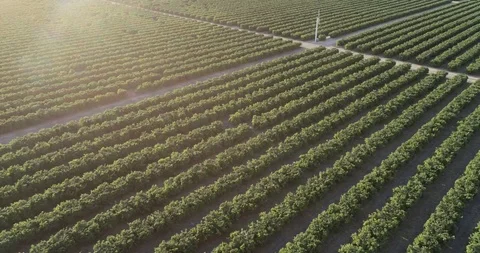 Olive Plantation in Bakersfield, California Stock Footage