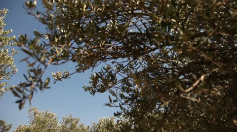 Olive Plantation Video stock 29664415