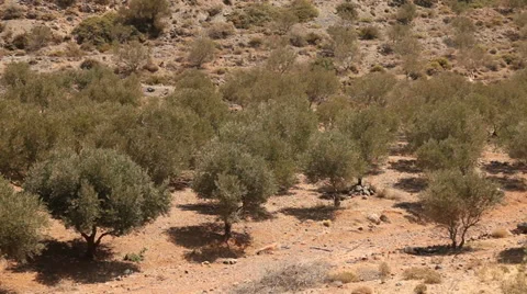 Olive Plantation Stock Footage 29664438