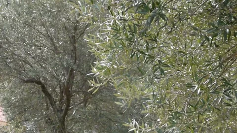 Olive plantation Stock Footage 150977219