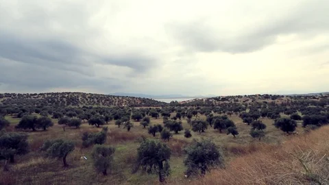 Olive Plantation On The Hills (Panoramic) Stock Footage 82964147