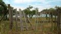 Olive plantations in Greece HD Footage