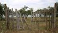 Olive plantations in Greece HD Footage