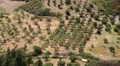 Olive plantations in Nea Skioni village, Kassandra peninsula, Chalkidiki, Greece HD Footage