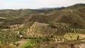 Olive plantations near Nea Skioni village on Kassandra peninsula, Greece HD Footage