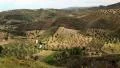 Olive plantations near Nea Skioni village on Kassandra peninsula, Greece HD Footage