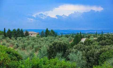 Olive plantations surrounded by pyramidal cypress trees on hillsides with y.. 스톡 사진