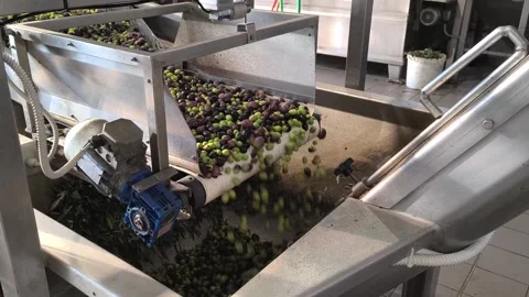 Olive Press Production Line, Sorting and Picking Olives, Cleaning Process, Oil 스톡 동영상 323993941