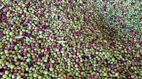 Olive pressing 02. `Heading up to the line to washing machine. Stock Footage 120702160