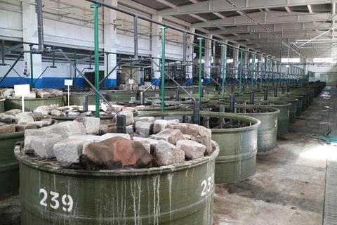 Olive processing factory Foto stock