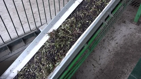 Olive Processing Harvest Spain10 100mbps Video stock 259863443