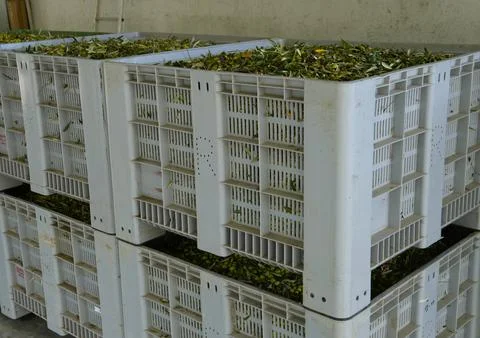 Olive processing line. 스톡 사진