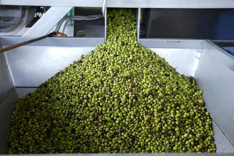 Olive processing line. 스톡 사진