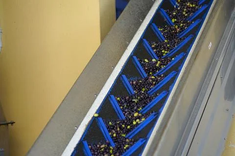 Olive processing line. 스톡 사진