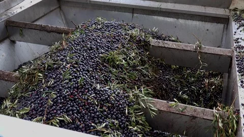 Olive Processing Spain02 100mbps Video stock 259863508
