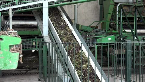 Olive Processing Spain04 100mbps Video stock 259863587