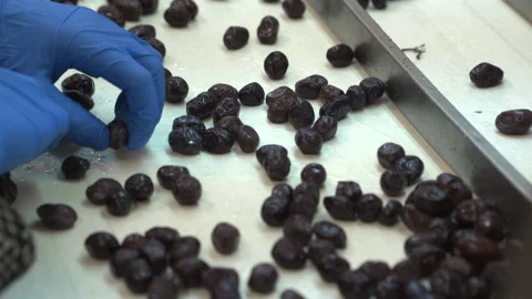Olive production Stock Footage 237501232