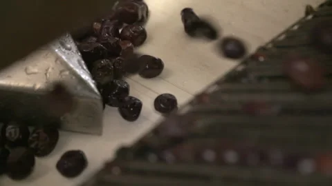 Olive production Stock Footage 237501306