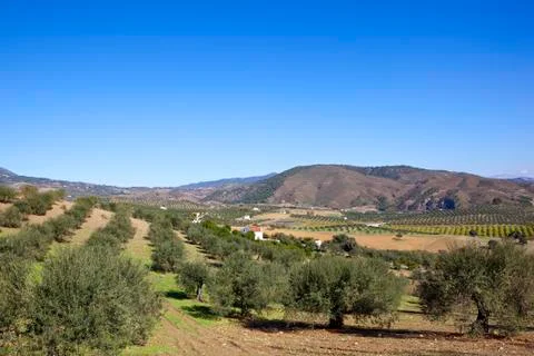 Olive production in spain Stock Photos