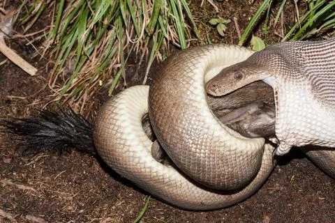 Olive Python feeding on Rock Wallaby Foto stock