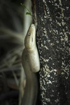 Olive python (Liasis olivaceus), also known as olive-coloured python, Ubirr, 스톡 사진