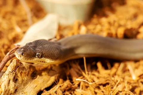 Olive Python Foto stock